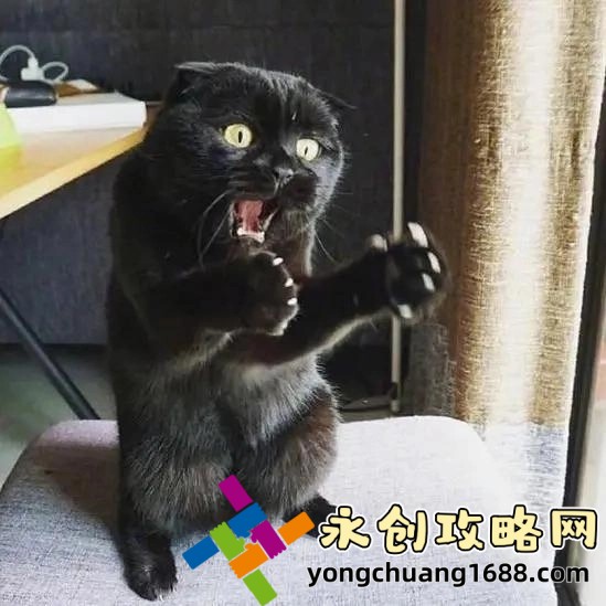 揭秘mx动漫：如何成为动漫界的新宠儿？