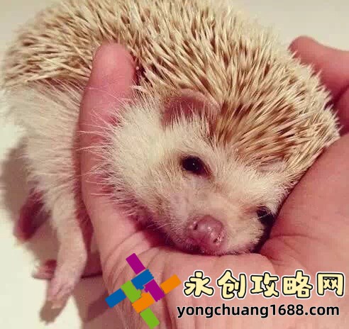 舔食者：从生物学到行为学的深度解析