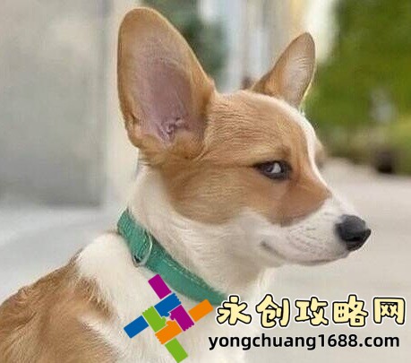 2024年油价调价窗口时间表全揭晓，未来油价走势大预测